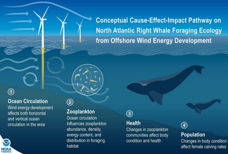 Whales